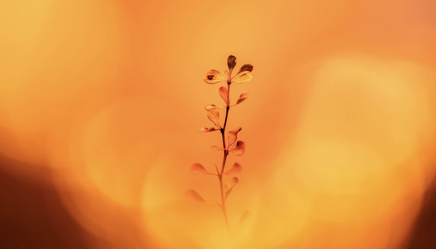 Orange Flower