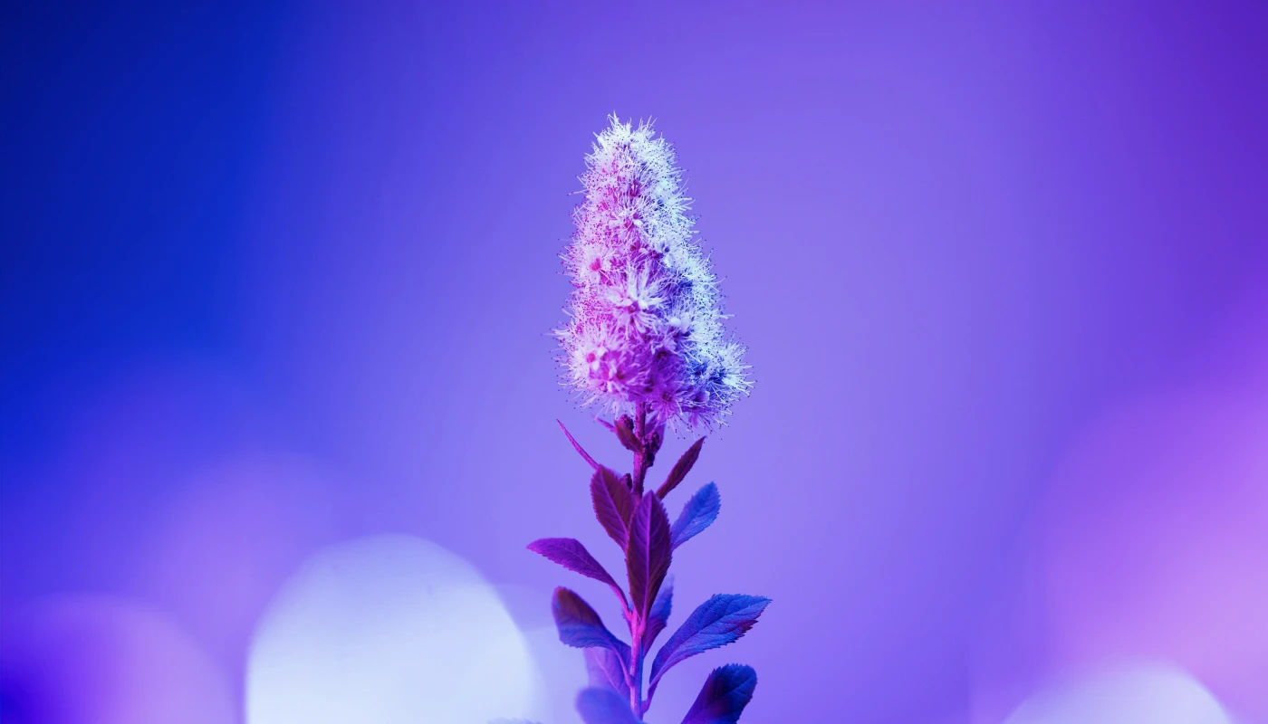 Lilac Flower